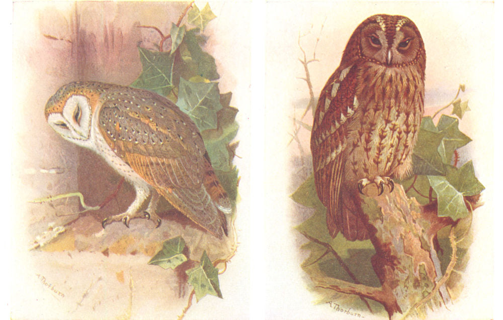 BRITISH BIRDS. Barn Owl; Tawny Owl. THORBURN 1925 old vintage print picture